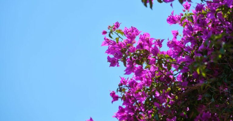 What Your Florida Bougainvillea Actually Needs Now To Prepare For Its Winter Flower Show
