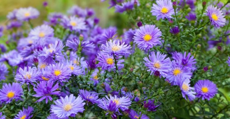The One Thing North Carolina Asters Need Before September Ends