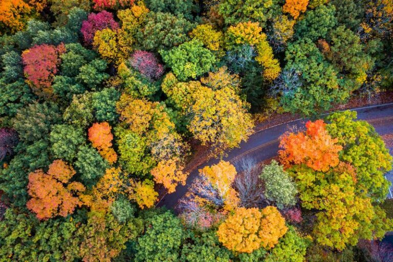 9 trees and shrubs Wisconsin gardeners plant in fall so roots settle before the freeze