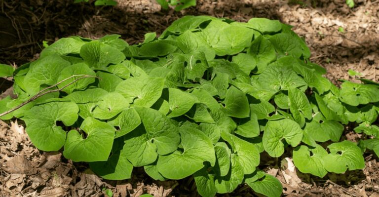 wild ginger plant