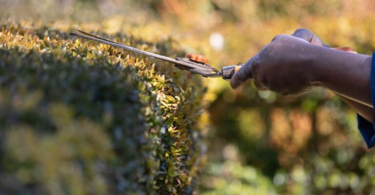 The Hedge Trimming Mistakes New York Homeowners Should Never Make This Late