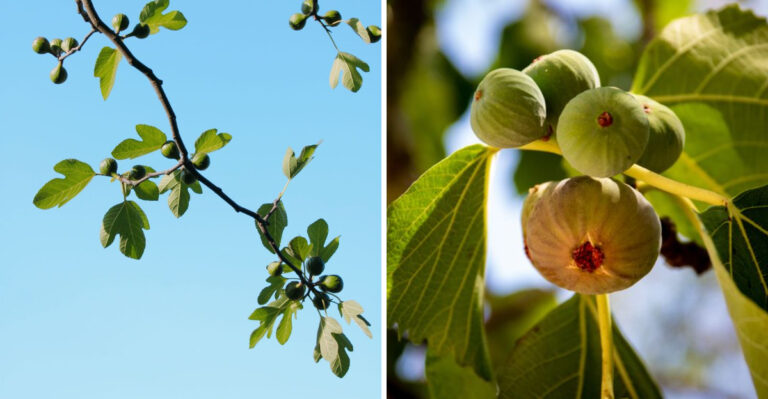 Fig Trees Are Producing A Second Round Of Fruit This Year In Louisiana, And Here’s Why