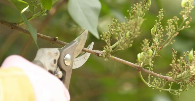 Why September Is Too Late For A Major Lilac Haircut In Ohio