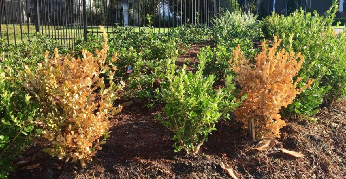 two dry boxwoods among green ones