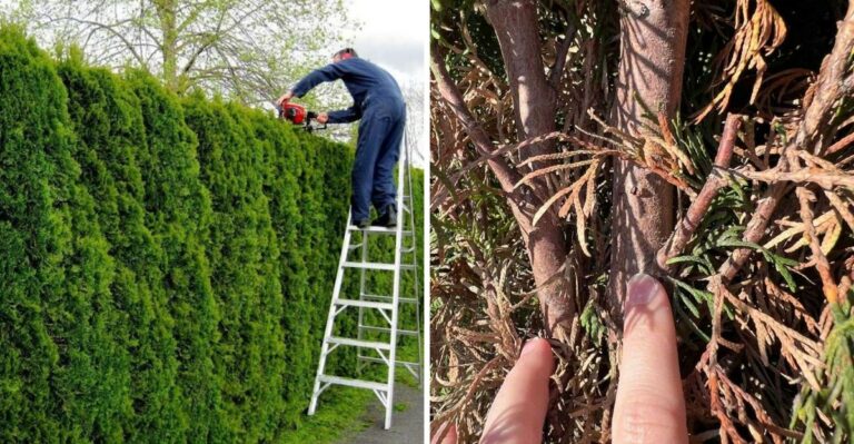 Can You Trim Arborvitae in September? Ohio Gardeners Should Stop Before This Point
