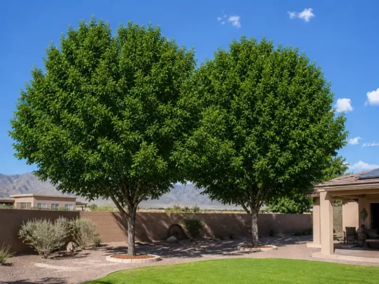 Fall Tree Planting in Arizona: A Conditional Guide for Low-Desert Homeowners