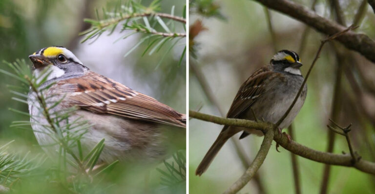 Why Pennsylvanians Are Seeing More White-Throated Sparrows In September