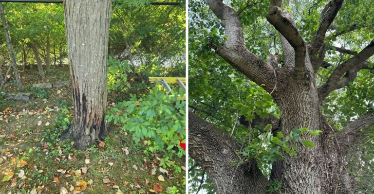 These Are The Ohio Trees Spotted Lanternflies Swarm First