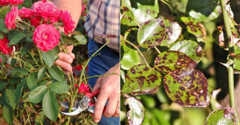 What California Roses Actually Need Once Summer Ends