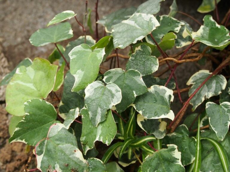 That variegated ivy at the nursery looks charming – until it swallows your Oregon fence and won’t let go