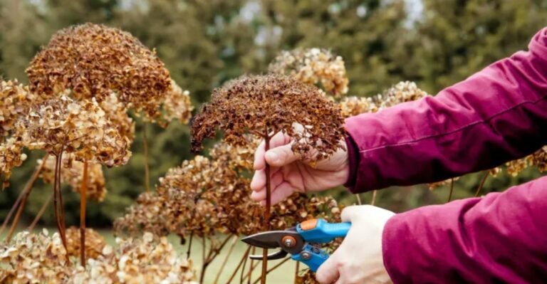 This Fall Step Is What Makes Hydrangeas Bloom Again