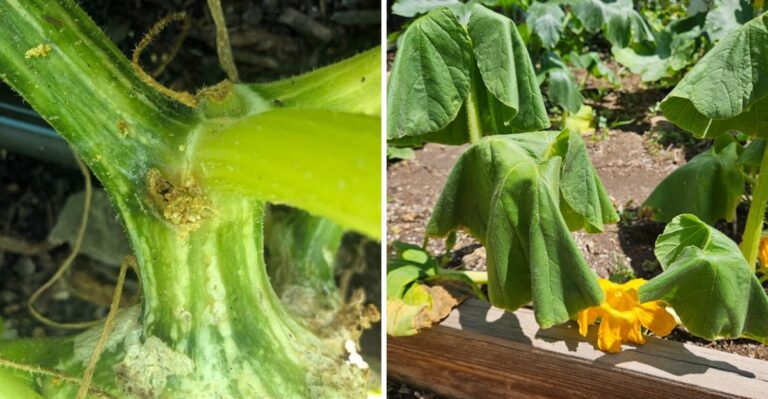 What It Means When Your Georgia Squash Plants Wilt Every Afternoon