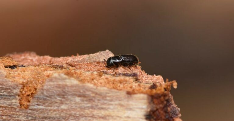 Popcorn-Sized Blobs Of Sap On New Jersey Pine Trunks Can Point To A Beetle Smaller Than Rice