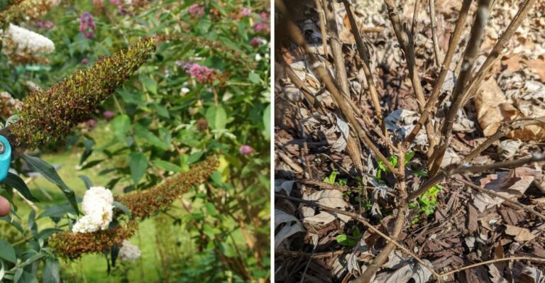 10 Places You Should Never Plant Butterfly Bush In Michigan