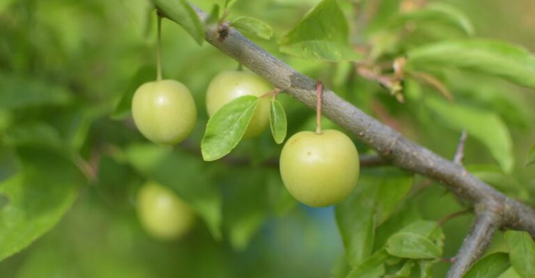 green plums on a branch