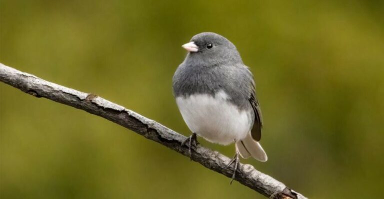 What It Means When Dark-Eyed Juncos Return To Texas Yards