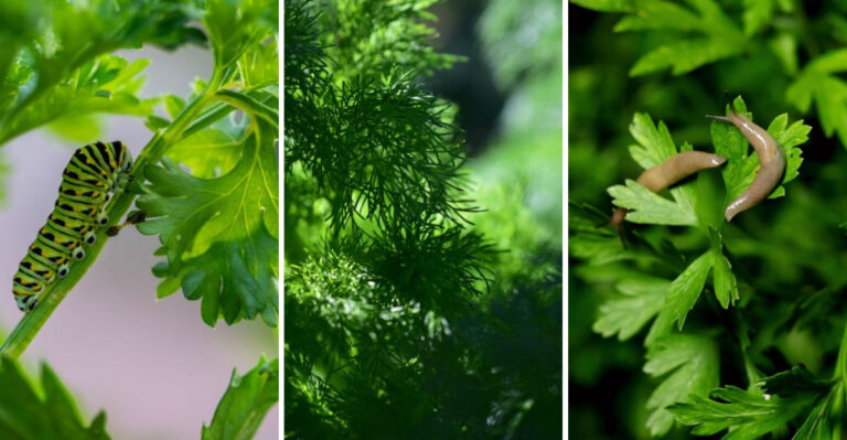 8 Signs Something Is Feeding On Your Parsley And Dill In New Jersey This September