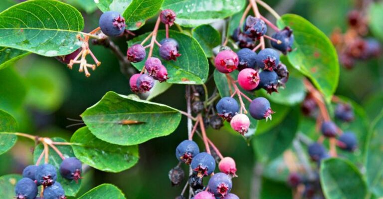 The One Thing Michigan Serviceberry Trees Need Before September Ends