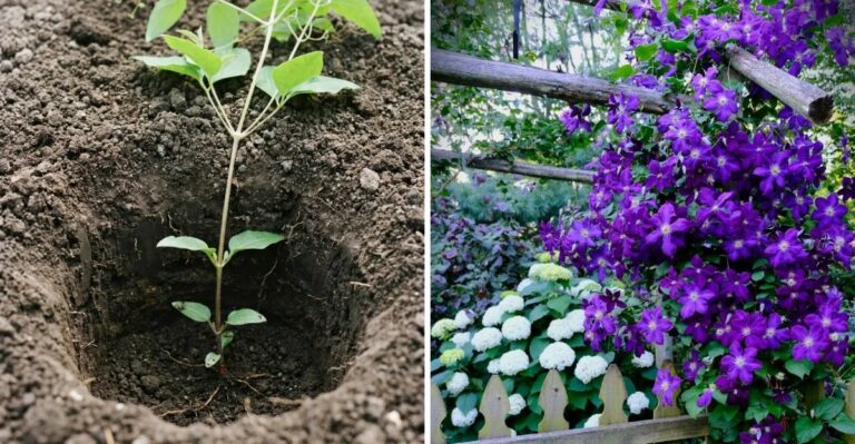 9 Mistakes Michigan Gardeners Make With Climbing Clematis