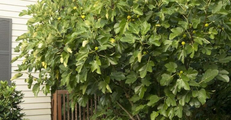 Why North Carolina Fig Leaves Drop Early In Fall And What It Means For Next Year