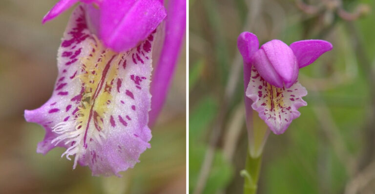 The Rare New Jersey Orchid Found In Just A Handful Of Pine Barrens Bogs And Nowhere Else Nearby