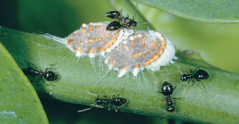 Why Oregon Hydrangeas Attract Ants (And Whether It’s A Problem)