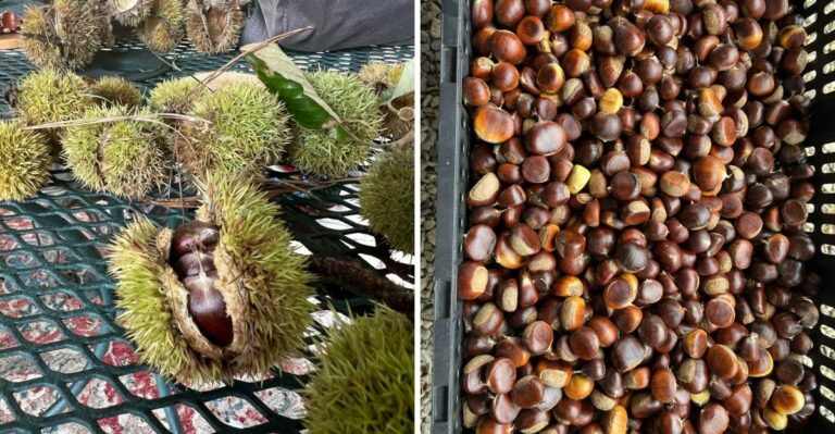 How To Gather Chinese Chestnuts In North Carolina Before Wildlife Beats You To Them