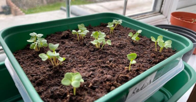 September Isn’t Too Late For Radishes In Ohio