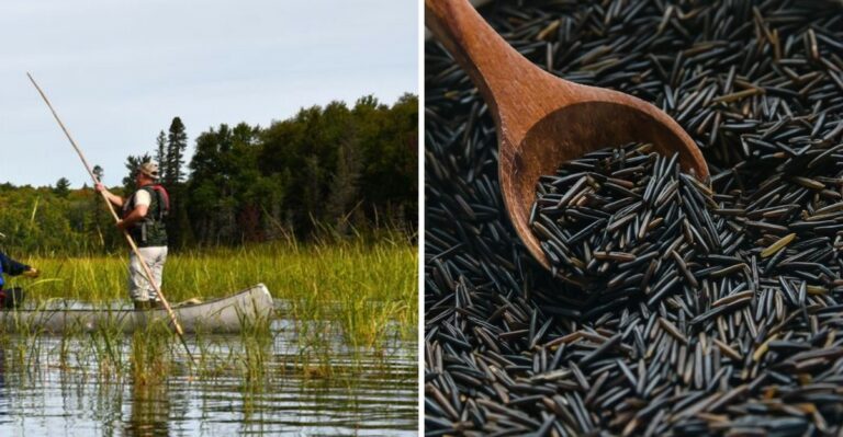 Minnesota Lakes Are Filling With Canoes As Families Chase A Centuries Old Harvest