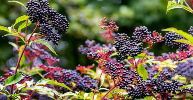 The September Task Your Michigan Elderberry Needs Before It Fruits Well Next Year