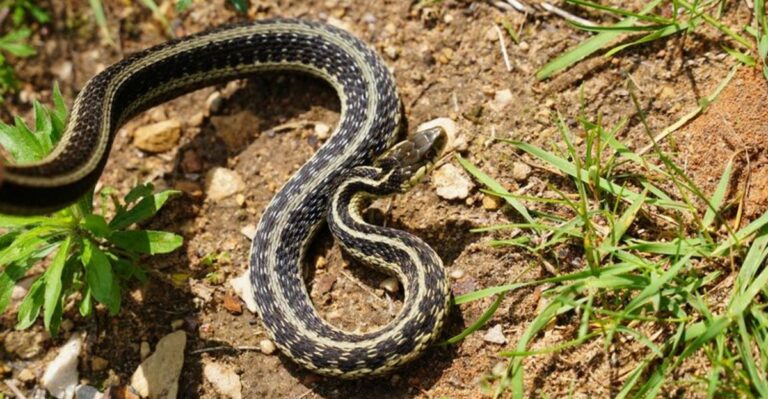 Warning Signs Snakes May Be Living Around Your Oregon Yard