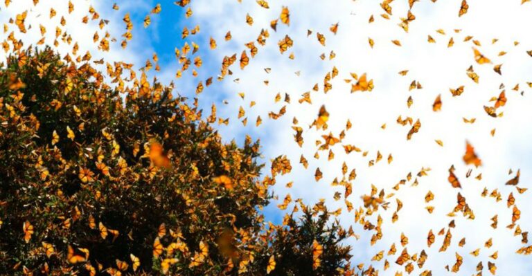 This New Jersey Hotspot Is Seeing Thousands Of Butterflies Pass Through On Their Migration South