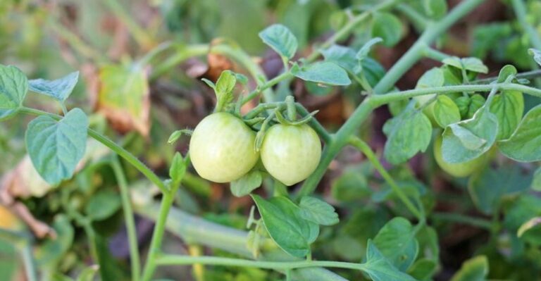 Don’t Pull Your Tomato Plants Until You Check This