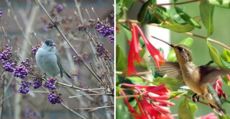 These Florida Plants Feed Migrating Birds In September By Feeding Insects First