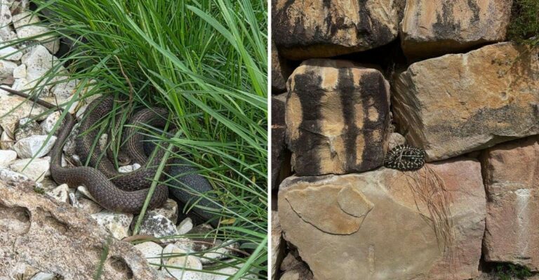 9 Yard Features That Attract Snakes In Fall