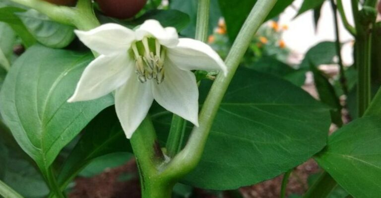 Why Maryland Pepper Plants Are Suddenly Setting Fruit Again