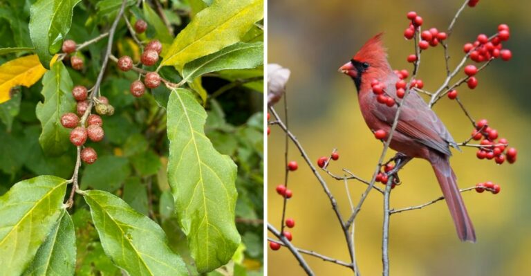 Don’t Plant Autumn Olive For Wildlife – Ohio Has Better Native Options