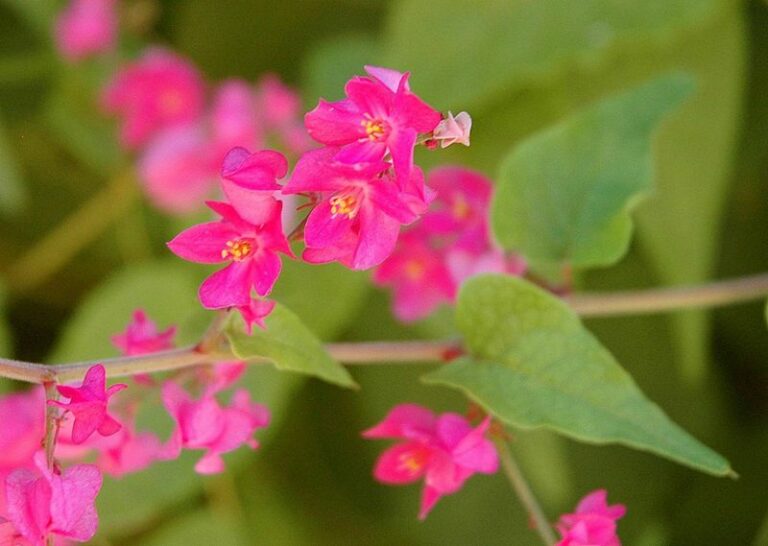 The Full Sun Southern Arizona Climber That May Bring Butterflies to a Blank Wall