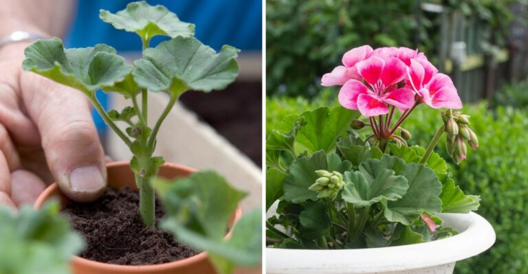 How To Overwinter Your Michigan Geraniums Before The First Freeze