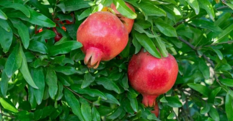 The One Thing North Carolina Pomegranate Trees Need Before First Freeze To Keep Their Wood Strong