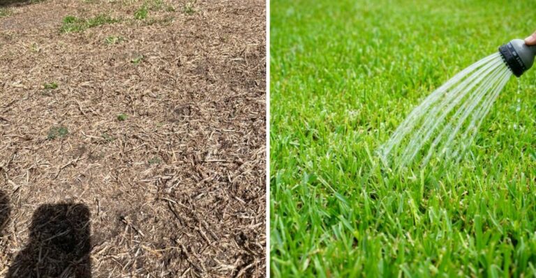 What St. Augustine Grass Needs In October After Florida’s Worst Drought Since 2012