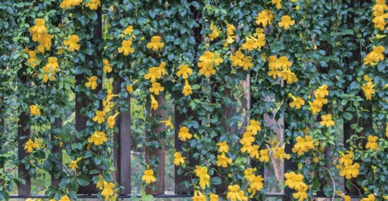 The Full-Sun Arizona Vine That Covers A Hot Fence In Flowers And Barely Drinks