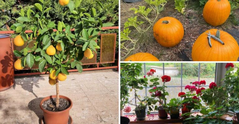 12 Plants To Cover Before The First Frost