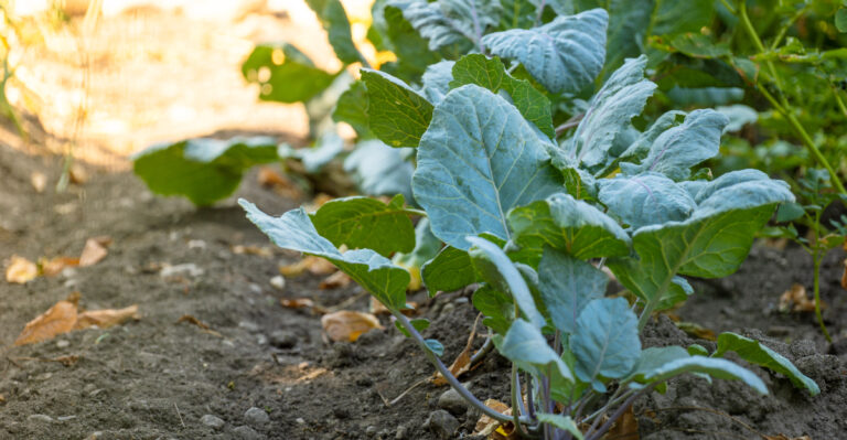 brassica