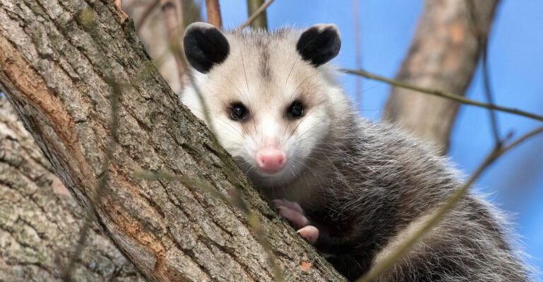 opossum on a tree