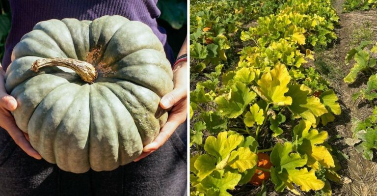 Georgia Pumpkins Need To Reach This Stage Before Fall Harvest