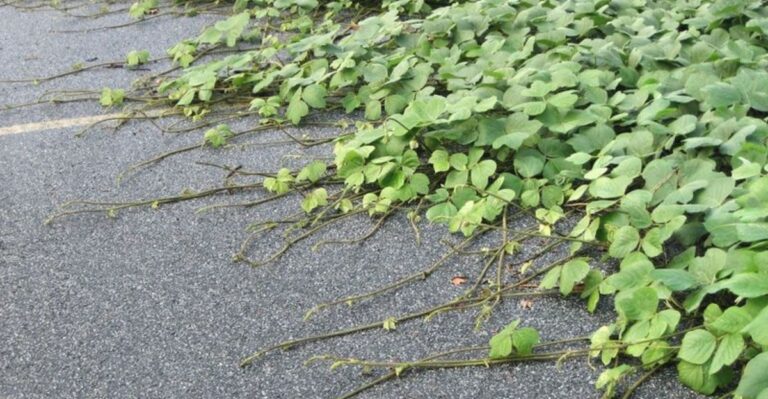 The Florida September Yard Cleanup That Can Accidentally Spread Invasive Plants Instead Of Removing Them
