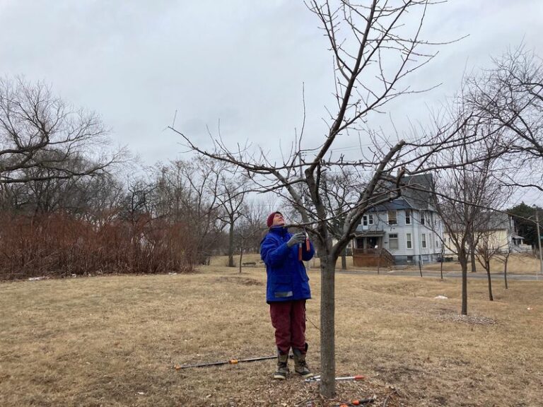 Prune Your Wisconsin Apple Trees in Late Winter for Better Structure, Fruit Quality, and Long-Term Productivity