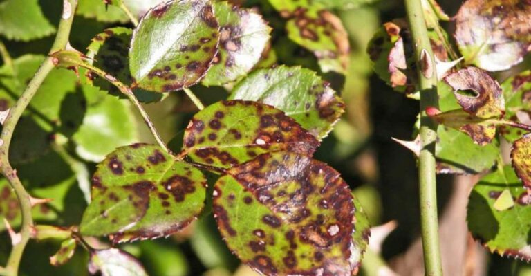8 Reasons Alabama Gardeners Struggle To Stop Black Spot On Roses