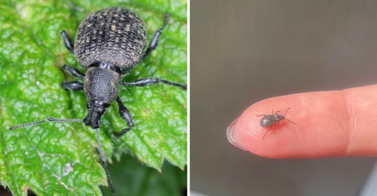 Why Strawberry Root Weevils Are Moving Inside Michigan Homes (And What It Means)
